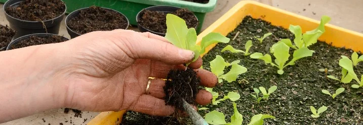 Person pikiert Salatsetzling mit Pikierstab